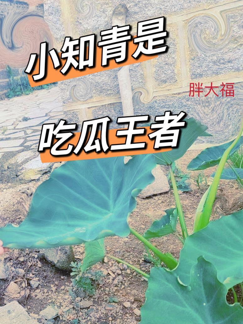 小知青是吃瓜王者作者胖大福